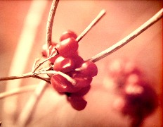 Berries, Roseville, MN