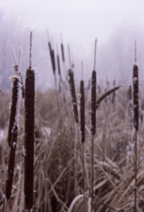Frosted Cattails, Roseville, MN