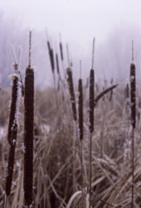 Frosted Cattails, Roseville, MN