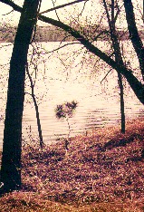 Oak trees, Roseville, MN